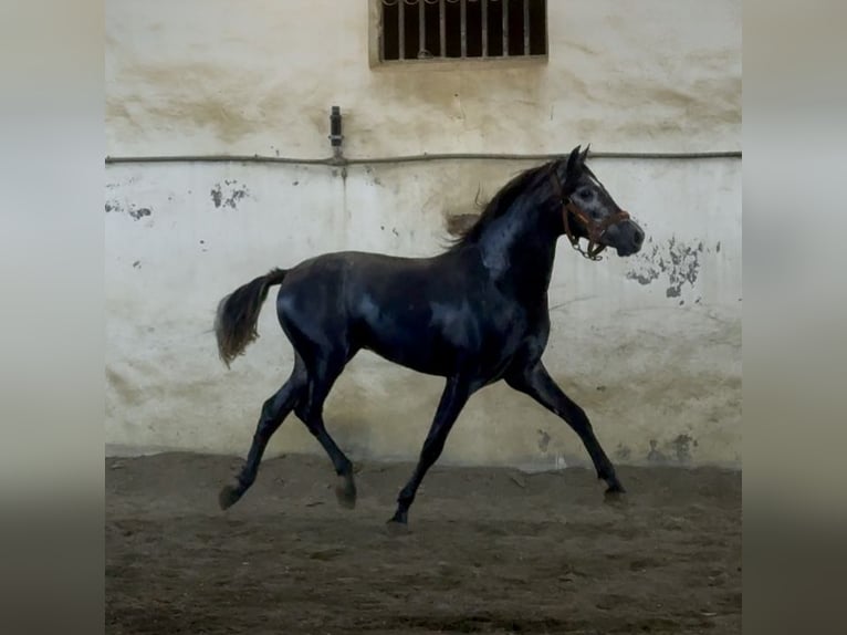 PRE Hengst 2 Jaar 160 cm Appelschimmel in Ca&#xF1;ada De San Pedro