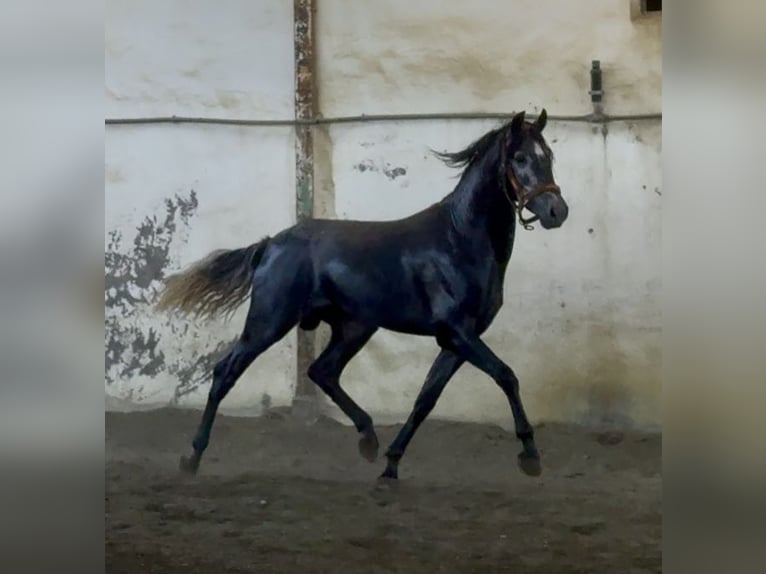 PRE Hengst 2 Jaar 160 cm Appelschimmel in Ca&#xF1;ada De San Pedro