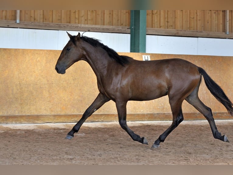 PRE Hengst 2 Jaar 160 cm Bruin in Waldhölzbach