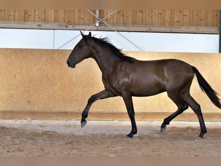 PRE Hengst 2 Jaar 160 cm Bruin in Waldhölzbach