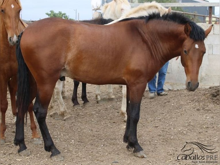 PRE Hengst 2 Jaar 160 cm Bruin in Alicante