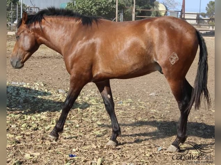 PRE Hengst 2 Jaar 160 cm Bruin in Alicante