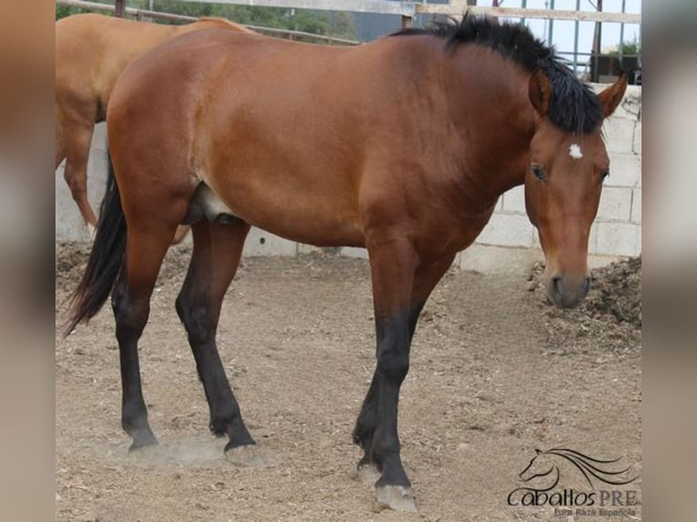 PRE Hengst 2 Jaar 160 cm Bruin in Alicante