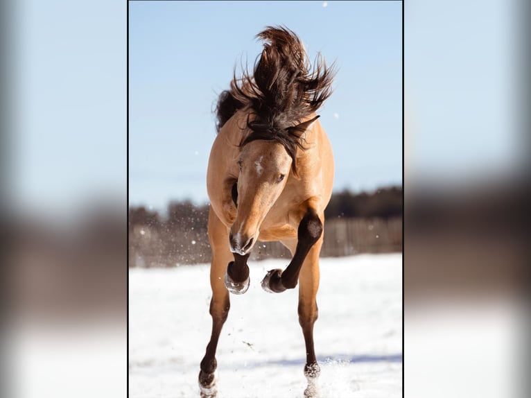 PRE Mix Hengst 2 Jaar 160 cm Buckskin in Ammerang