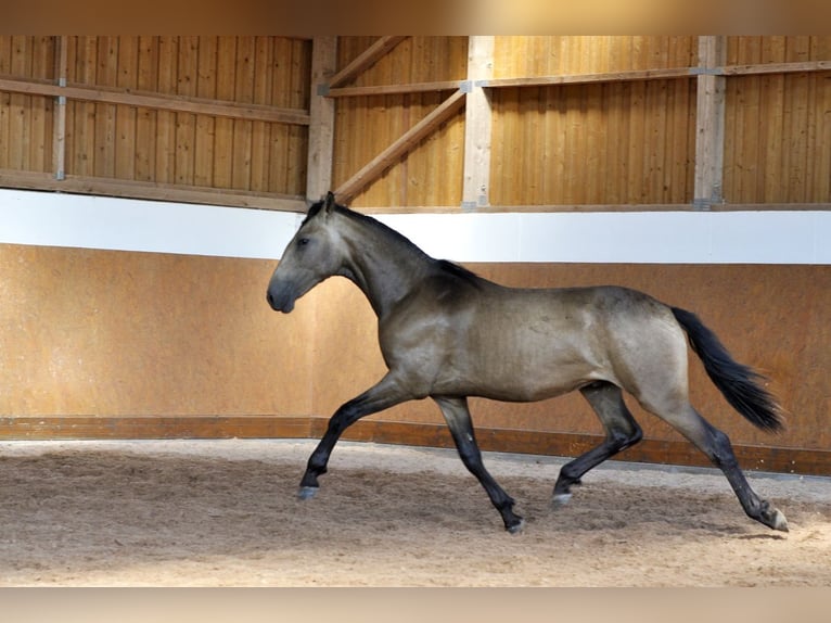 PRE Mix Hengst 2 Jaar 160 cm Falbe in Waldhölzbach