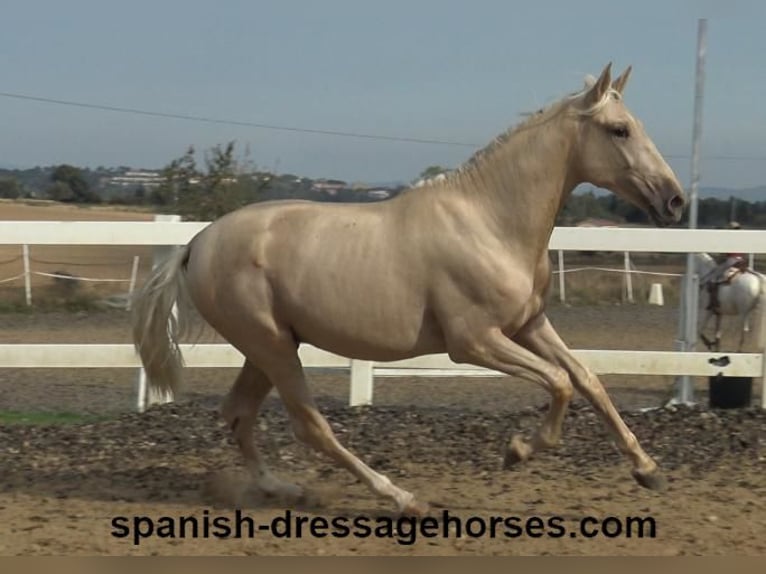 PRE Mix Hengst 2 Jaar 160 cm Palomino in Barcelona