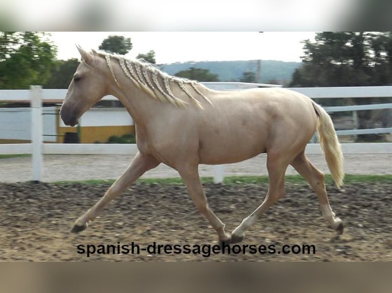 PRE Hengst 2 Jaar 160 cm Palomino in Barcelona