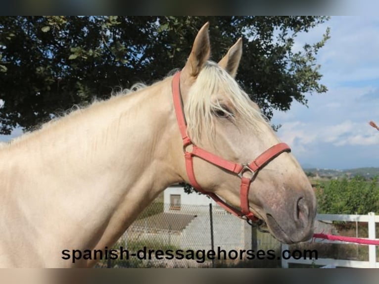 PRE Hengst 2 Jaar 160 cm Palomino in Barcelona