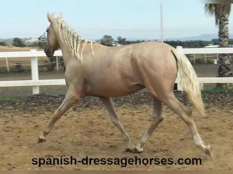 PRE Hengst 2 Jaar 160 cm Palomino in Barcelona