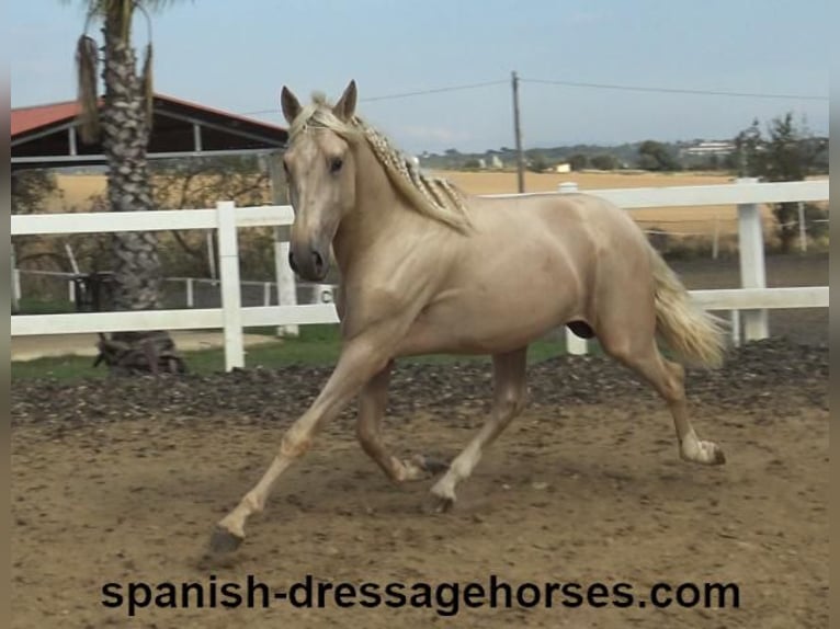 PRE Hengst 2 Jaar 160 cm Palomino in Barcelona