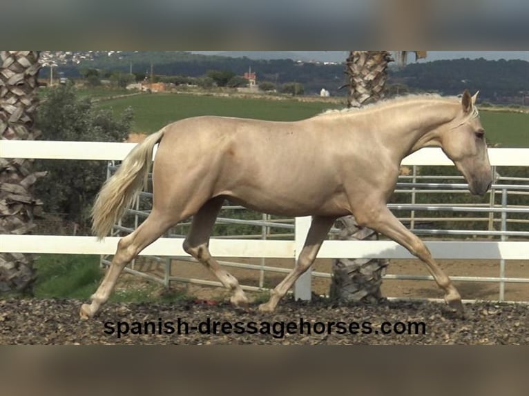 PRE Mix Hengst 2 Jaar 160 cm Palomino in Barcelona