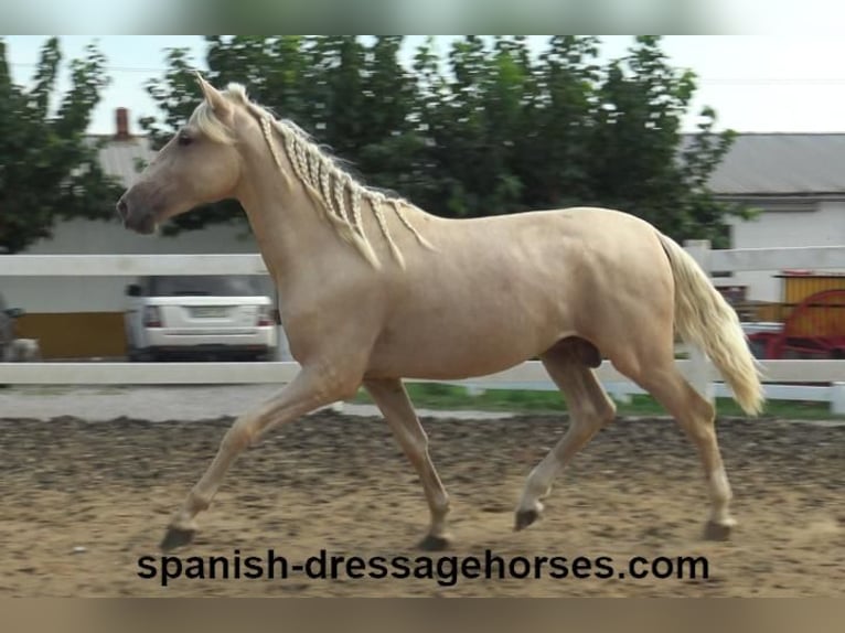 PRE Hengst 2 Jaar 160 cm Palomino in Barcelona