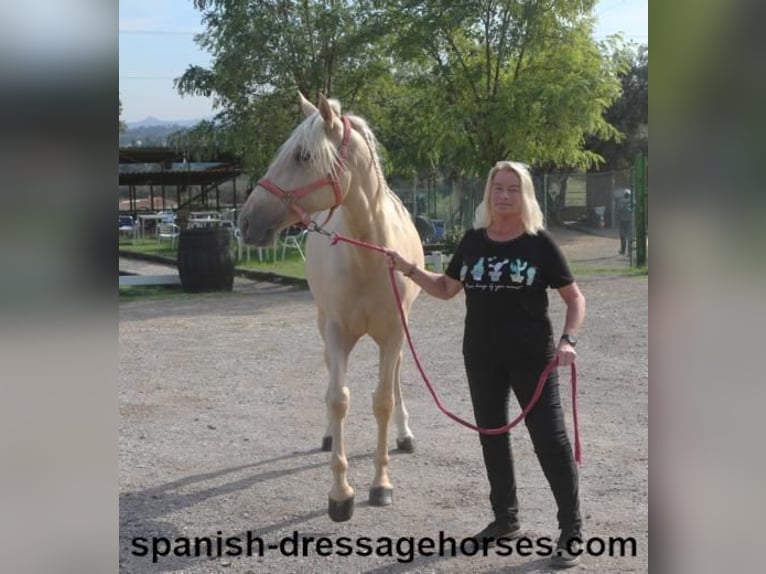 PRE Mix Hengst 2 Jaar 160 cm Palomino in Barcelona