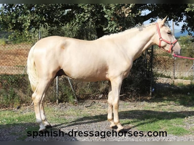 PRE Hengst 2 Jaar 160 cm Palomino in Barcelona