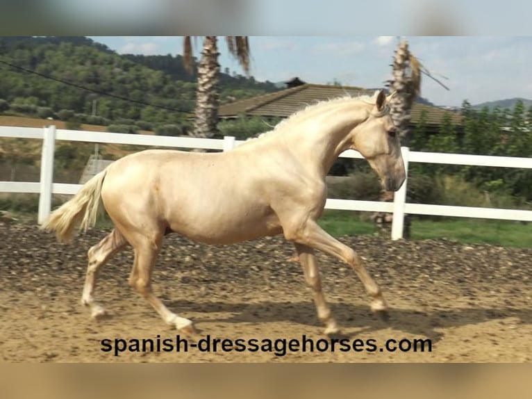 PRE Mix Hengst 2 Jaar 160 cm Palomino in Barcelona