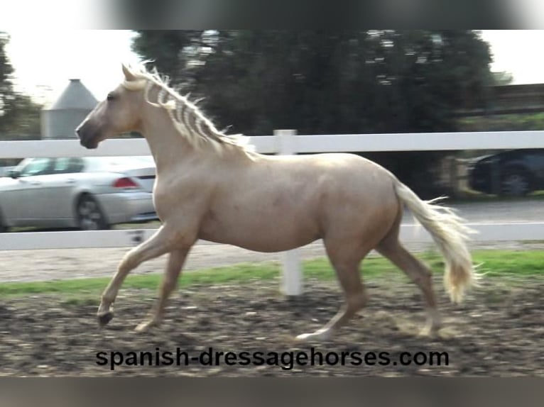 PRE Hengst 2 Jaar 160 cm Palomino in Barcelona