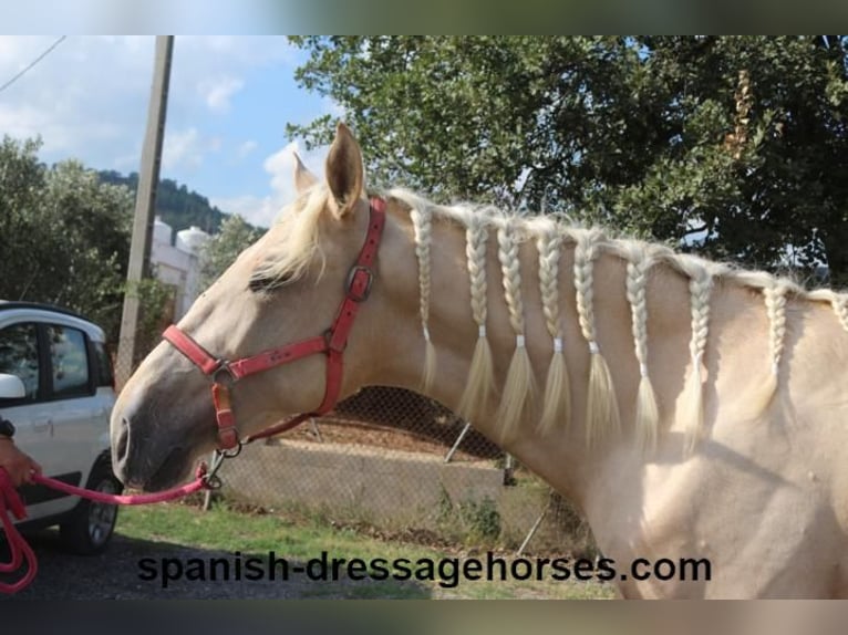 PRE Hengst 2 Jaar 160 cm Palomino in Barcelona