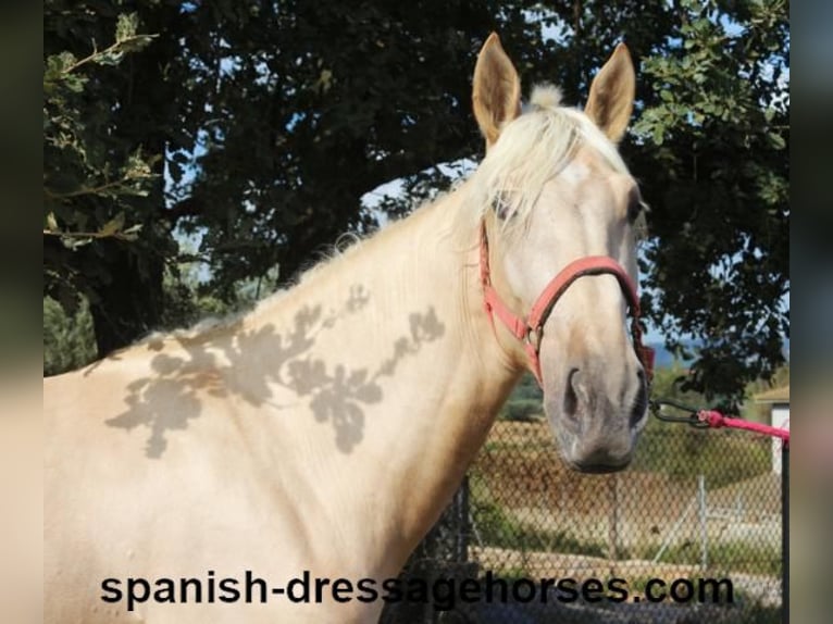 PRE Mix Hengst 2 Jaar 160 cm Palomino in Barcelona