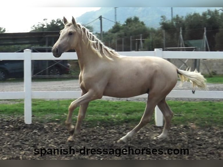 PRE Hengst 2 Jaar 160 cm Palomino in Barcelona