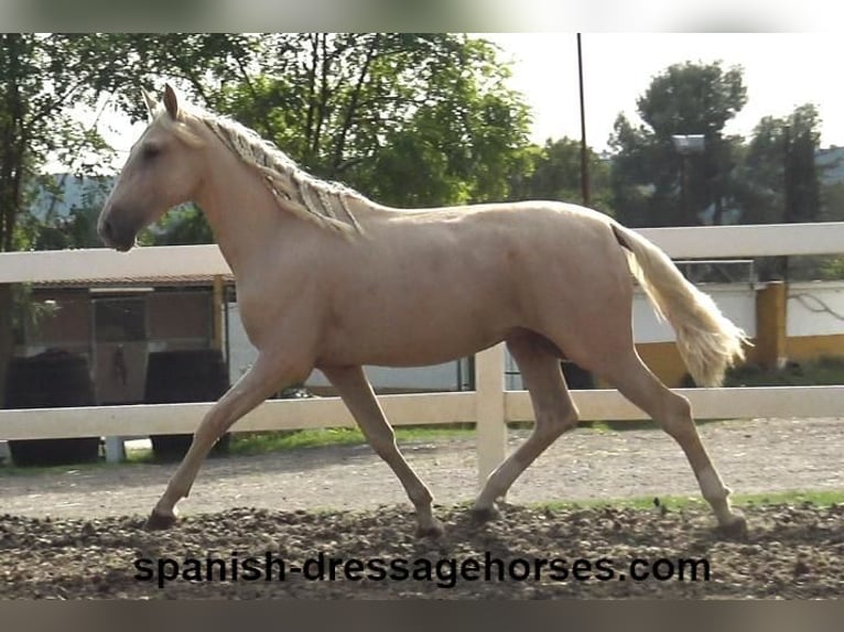 PRE Mix Hengst 2 Jaar 160 cm Palomino in Barcelona