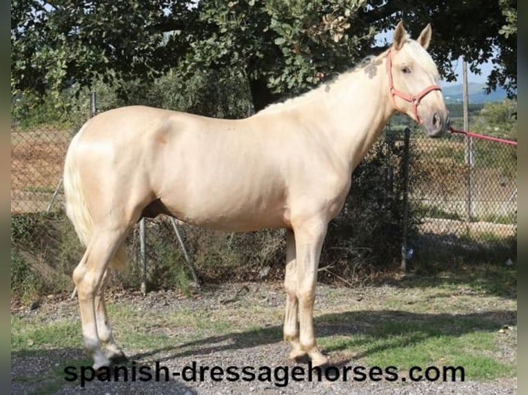 PRE Hengst 2 Jaar 160 cm Palomino in Barcelona