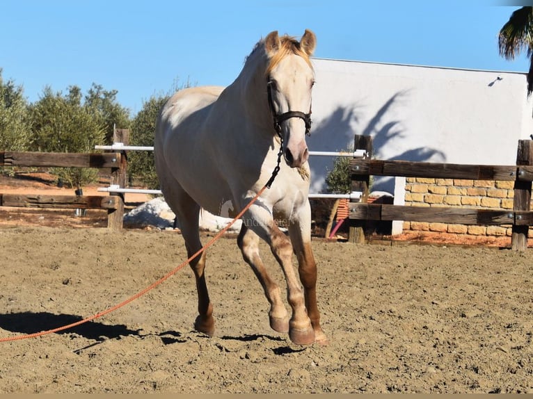 PRE Mix Hengst 2 Jaar 160 cm Pearl in Provinz Malaga