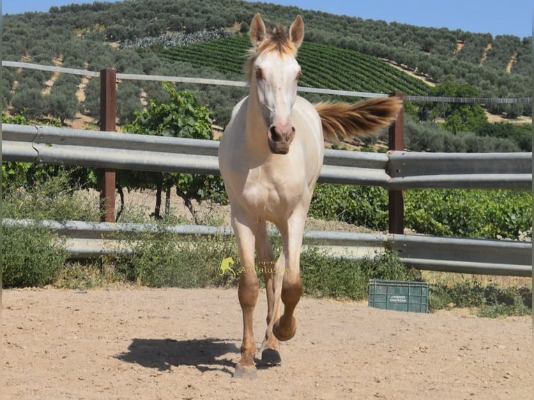 PRE Hengst 2 Jaar 160 cm Pearl in Provinz Cordoba