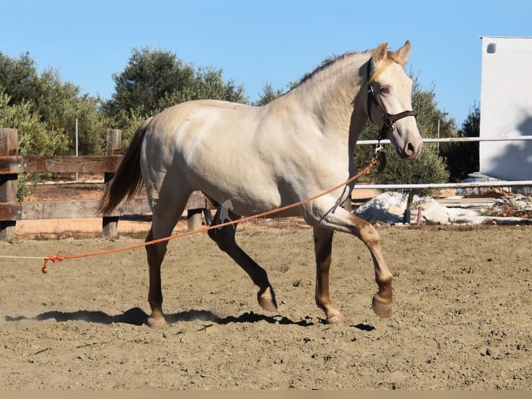 PRE Hengst 2 Jaar 160 cm Pearl in Provinz Malaga