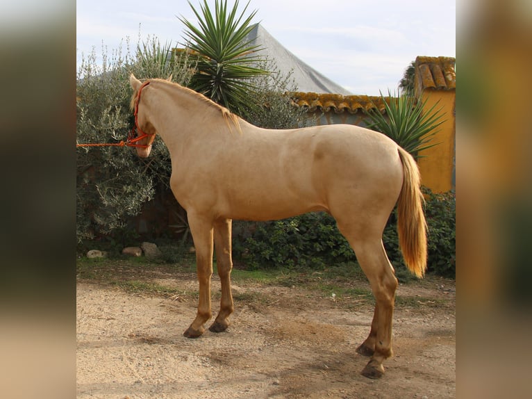 PRE Hengst 2 Jaar 160 cm Perlino in Vejer de la Frontera