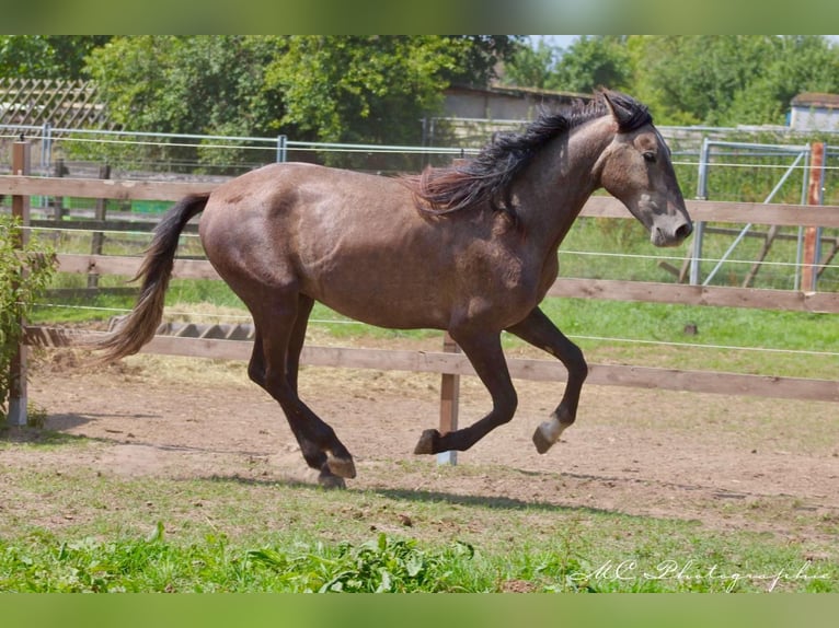 PRE Hengst 2 Jaar 160 cm Schimmel in /Polenz