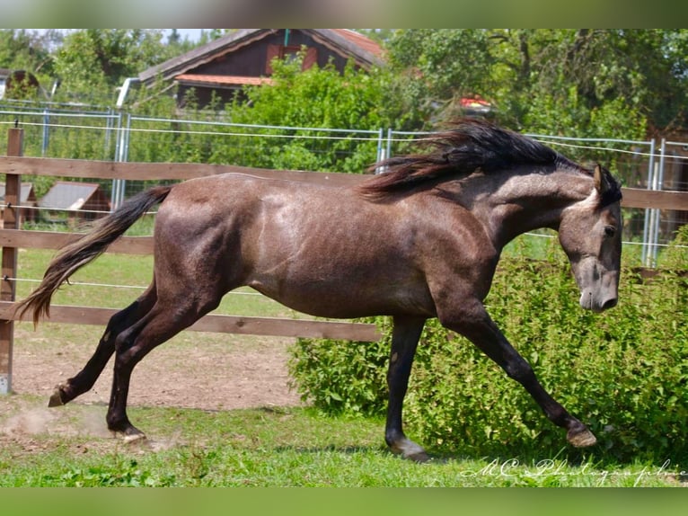 PRE Hengst 2 Jaar 160 cm Schimmel in /Polenz