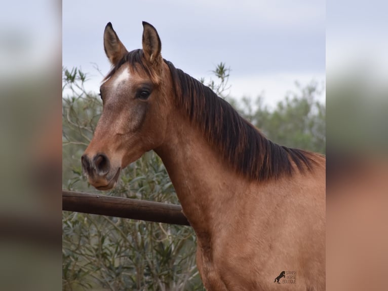 PRE Hengst 2 Jaar 160 cm Schimmel in Mallorca