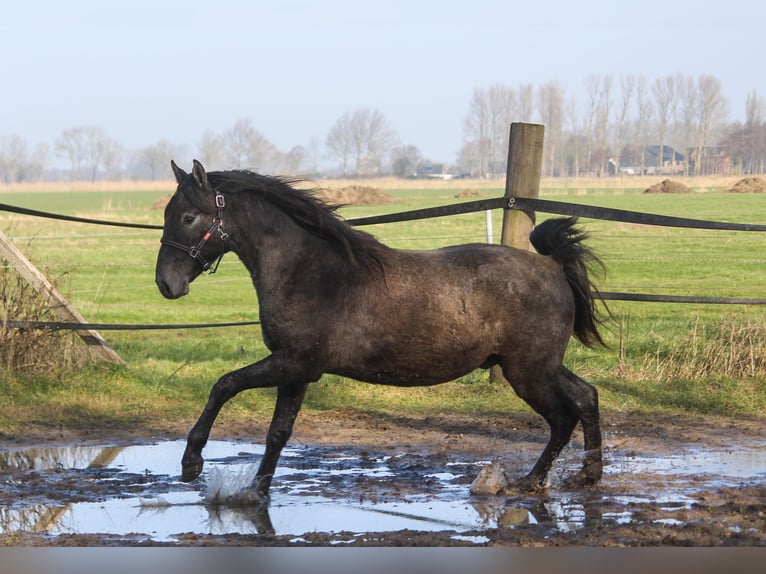 PRE Mix Hengst 2 Jaar 160 cm Schimmel in Wremen