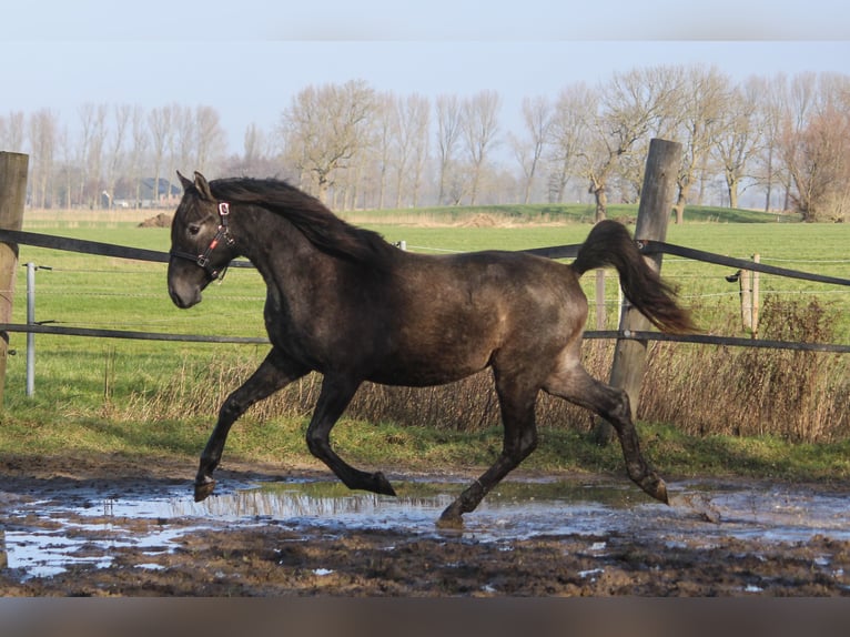 PRE Mix Hengst 2 Jaar 160 cm Schimmel in Wremen