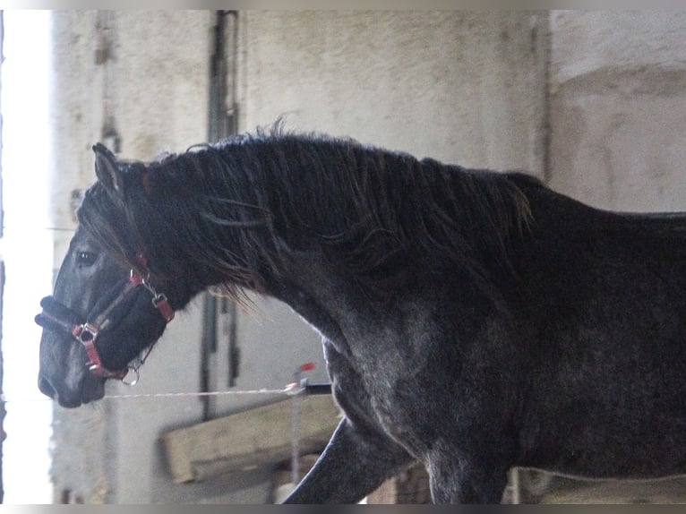 PRE Mix Hengst 2 Jaar 160 cm Schimmel in Wremen