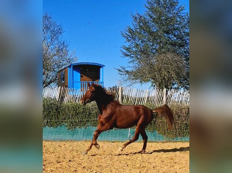 PRE Hengst 2 Jaar 160 cm Vos in Duffort