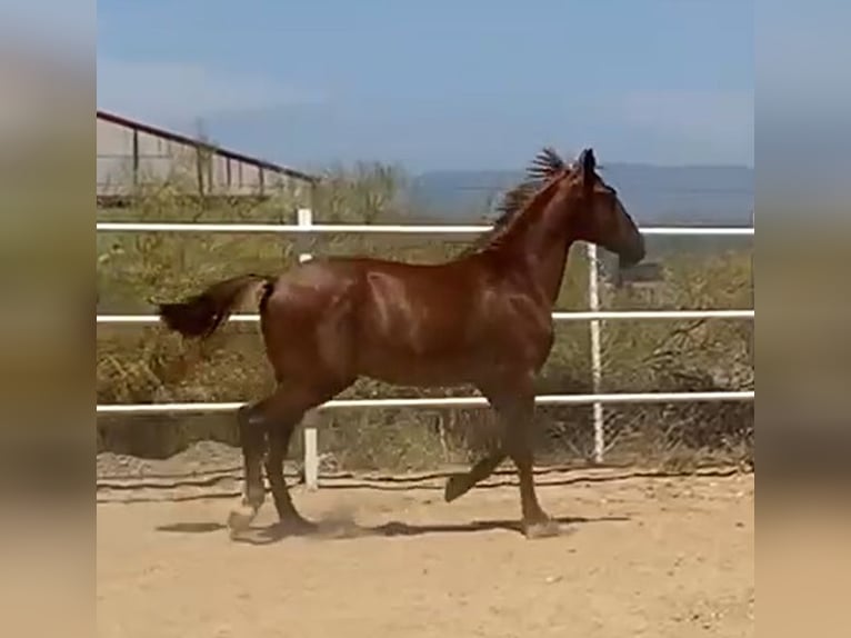 PRE Hengst 2 Jaar 160 cm Vos in Navalvillar De Pela