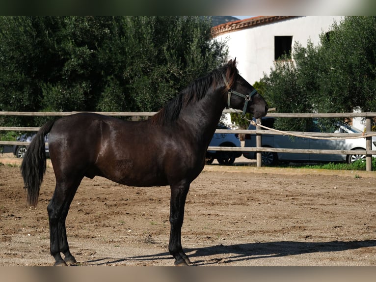 PRE Mix Hengst 2 Jaar 160 cm Zwart in Hamburg