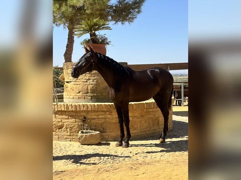 PRE Mix Hengst 2 Jaar 160 cm Zwart in Carmona