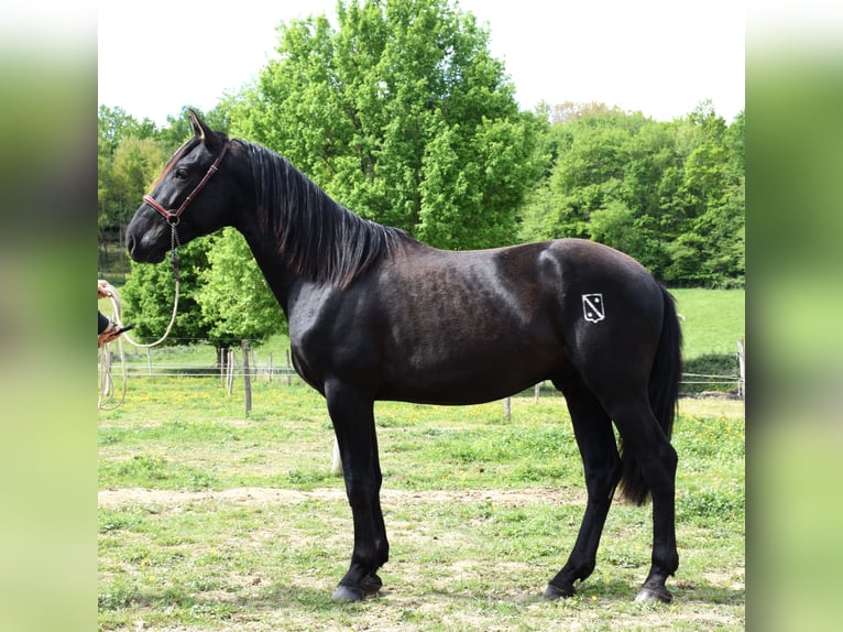 PRE Hengst 2 Jaar 160 cm Zwart in Caumont