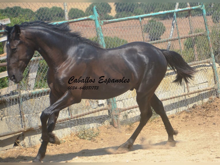 PRE Mix Hengst 2 Jaar 160 cm Zwart in Vejer de la Frontera