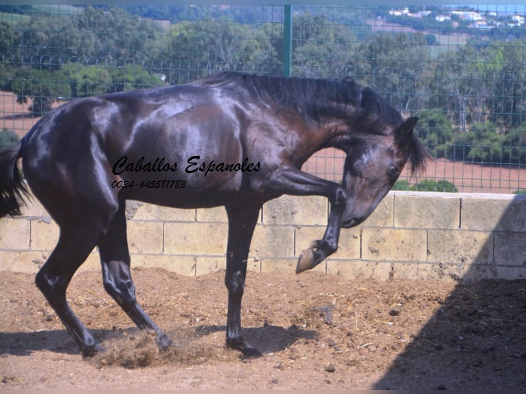 PRE Mix Hengst 2 Jaar 160 cm Zwart in Vejer de la Frontera