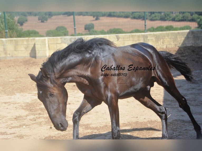 PRE Mix Hengst 2 Jaar 160 cm Zwart in Vejer de la Frontera