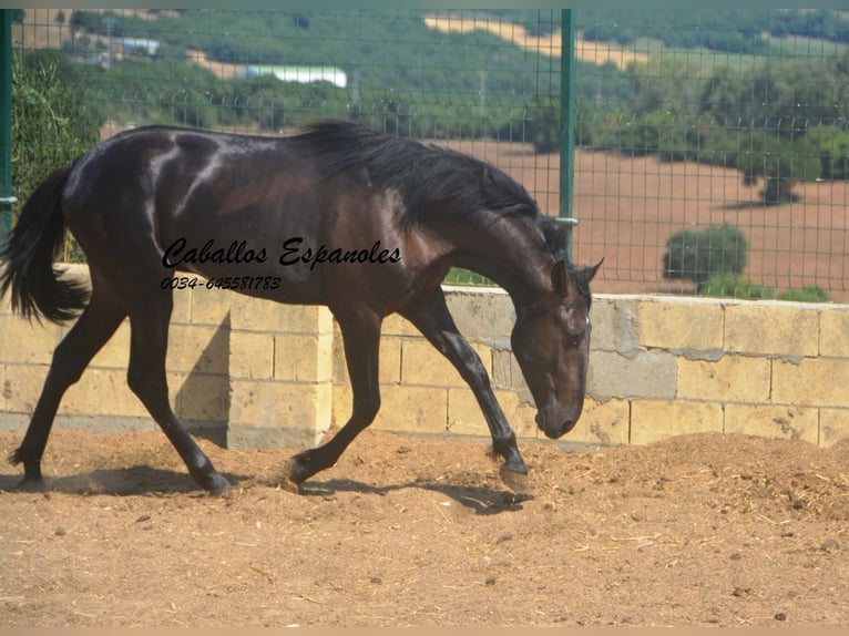 PRE Mix Hengst 2 Jaar 160 cm Zwart in Vejer de la Frontera