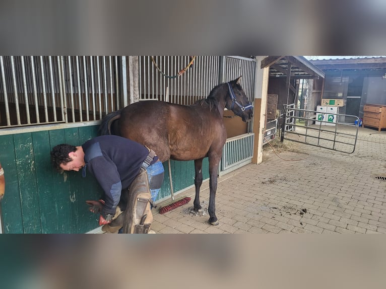 PRE Mix Hengst 2 Jaar 160 cm Zwart in Edling