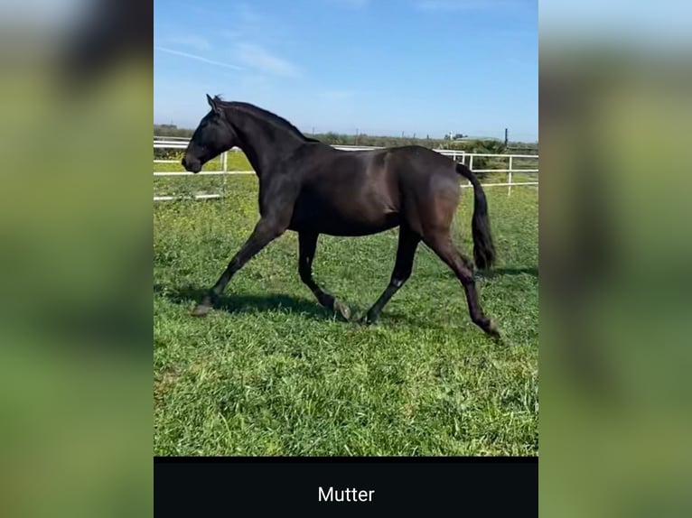 PRE Mix Hengst 2 Jaar 160 cm Zwart in Edling