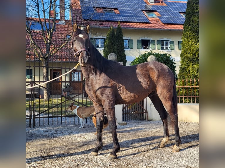 PRE Mix Hengst 2 Jaar 160 cm Zwart in Edling