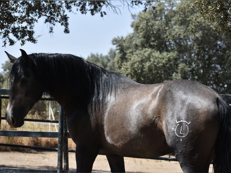 PRE Hengst 2 Jaar 161 cm Appelschimmel in Sevilla