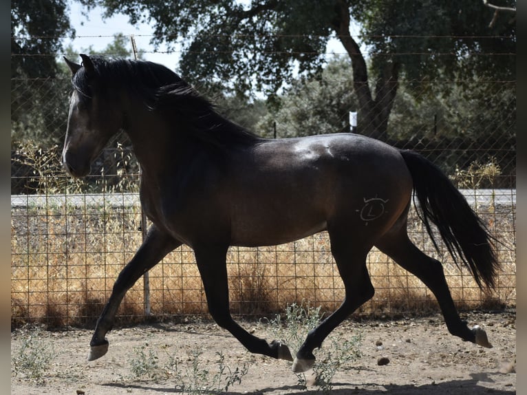 PRE Hengst 2 Jaar 161 cm Appelschimmel in Sevilla