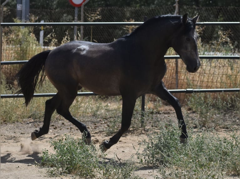 PRE Hengst 2 Jaar 161 cm Appelschimmel in Sevilla